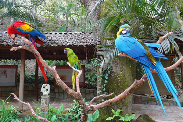 carousel-macawmountain